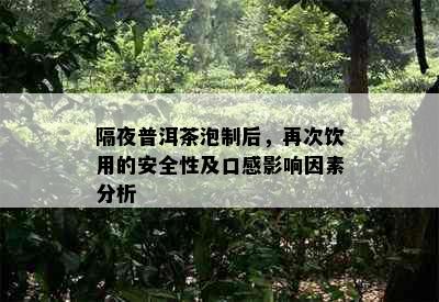 隔夜普洱茶泡制后，再次饮用的安全性及口感影响因素分析