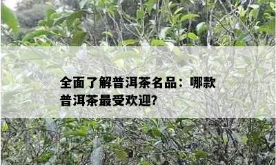 全面了解普洱茶名品：哪款普洱茶更受欢迎？