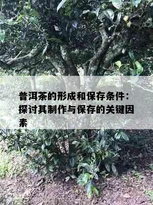 普洱茶的形成和保存条件：探讨其制作与保存的关键因素