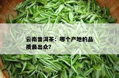 云南普洱茶：哪个产地的品质最出众？