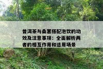 普洱茶与桑葚搭配泡饮的功效及注意事项：全面解析两者的相互作用和适用场景