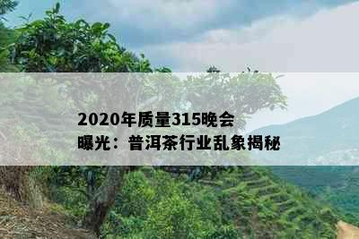 2020年质量315晚会曝光：普洱茶行业乱象揭秘