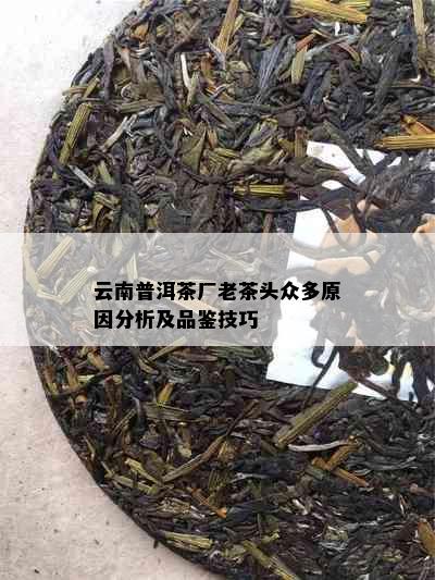 云南普洱茶厂老茶头众多原因分析及品鉴技巧