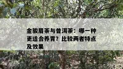 金骏眉茶与普洱茶：哪一种更适合养胃？比较两者特点及效果