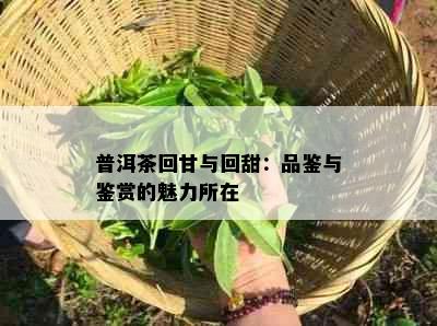 普洱茶回甘与回甜：品鉴与鉴赏的魅力所在