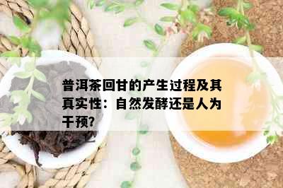 普洱茶回甘的产生过程及其真实性：自然发酵还是人为干预？