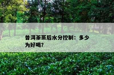 普洱茶蒸后水分控制：多少为好喝？