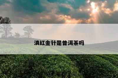 滇红金针是普洱茶吗