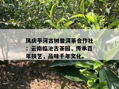 凤庆平河古树普洱茶合作社：云南临沧古茶园，传承百年技艺，品味千年文化。