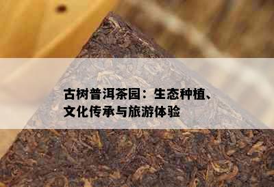 古树普洱茶园：生态种植、文化传承与旅游体验