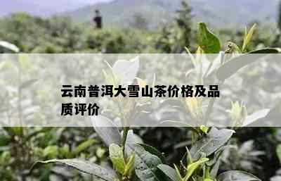 云南普洱大雪山茶价格及品质评价