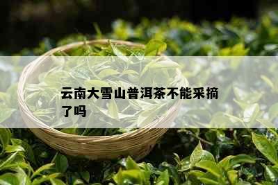 云南大雪山普洱茶不能采摘了吗