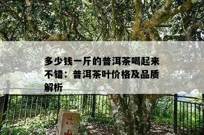 多少钱一斤的普洱茶喝起来不错：普洱茶叶价格及品质解析