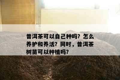 普洱茶可以自己种吗？怎么养护和养活？同时，普洱茶树苗可以种植吗？