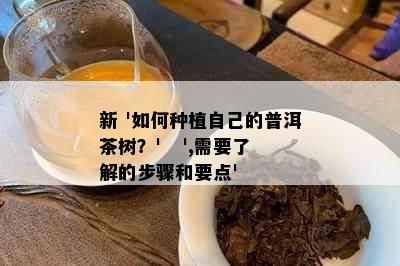 新 '如何种植自己的普洱茶树？'   ',需要了解的步骤和要点'