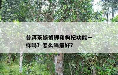 普洱茶螃蟹脚和枸杞功能一样吗？怎么喝更好？