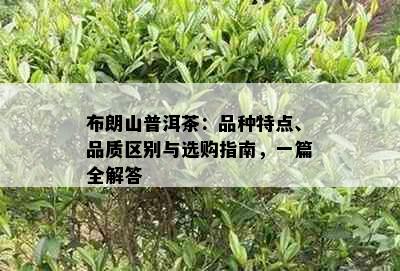 布朗山普洱茶：品种特点、品质区别与选购指南，一篇全解答