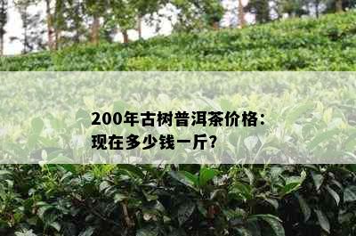 200年古树普洱茶价格：现在多少钱一斤？