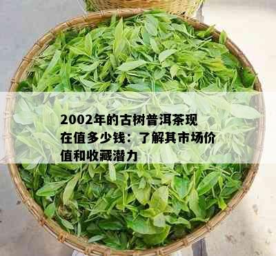 2002年的古树普洱茶现在值多少钱：了解其市场价值和收藏潜力