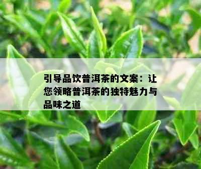 引导品饮普洱茶的文案：让您领略普洱茶的独特魅力与品味之道