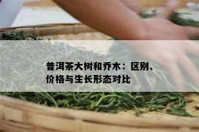 普洱茶大树和乔木：区别、价格与生长形态对比