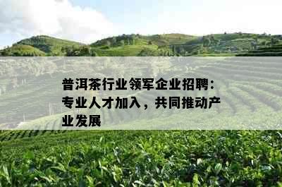 普洱茶行业领军企业招聘：专业人才加入，共同推动产业发展