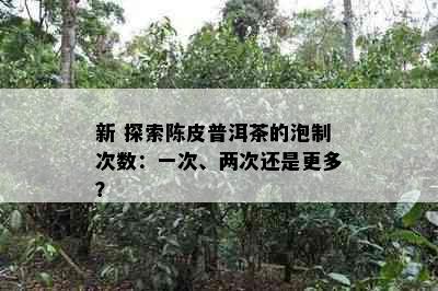 新 探索陈皮普洱茶的泡制次数：一次、两次还是更多？