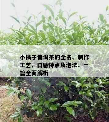 小橘子普洱茶的全名、制作工艺、口感特点及泡法：一篇全面解析