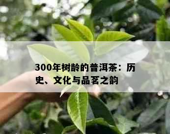 300年树龄的普洱茶：历史、文化与品茗之韵