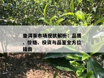 普洱茶市场现状解析：品质、价格、投资与品鉴全方位指南