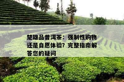 楚雄品普洱茶：强制性购物还是自愿体验？完整指南解答您的疑问