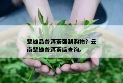 楚雄品普洱茶强制购物？云南楚雄普洱茶店查询。