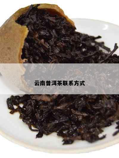 云南普洱茶联系方式