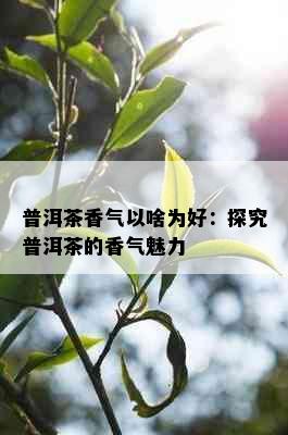 普洱茶香气以啥为好：探究普洱茶的香气魅力