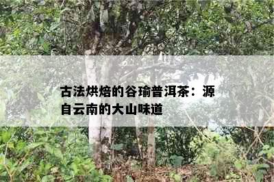 古法烘焙的谷瑜普洱茶：源自云南的大山味道