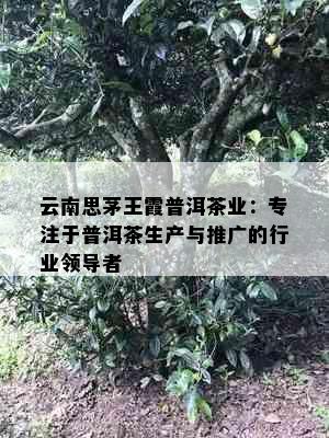 云南思茅王霞普洱茶业：专注于普洱茶生产与推广的行业领导者