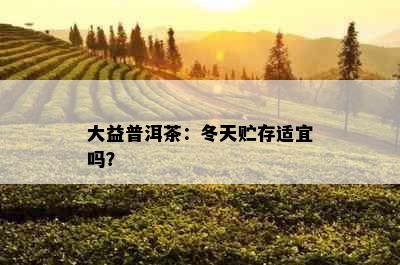 大益普洱茶：冬天贮存适宜吗？