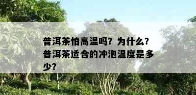 普洱茶怕高温吗？为什么？普洱茶适合的冲泡温度是多少？