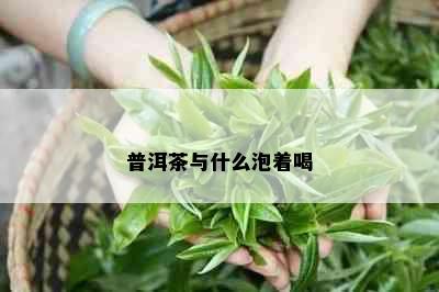 普洱茶与什么泡着喝