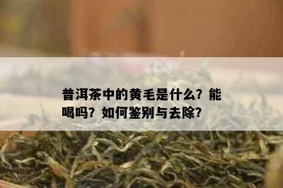 普洱茶中的黄毛是什么？能喝吗？如何鉴别与去除？