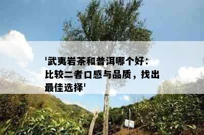 '武夷岩茶和普洱哪个好：比较二者口感与品质，找出更佳选择'