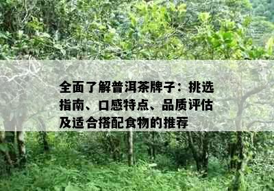 全面了解普洱茶牌子：挑选指南、口感特点、品质评估及适合搭配食物的推荐