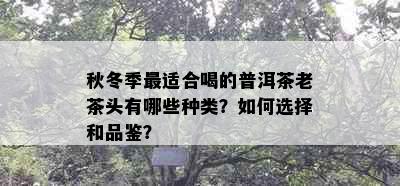 秋冬季最适合喝的普洱茶老茶头有哪些种类？如何选择和品鉴？