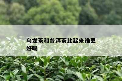 乌龙茶和普洱茶比起来谁更好喝