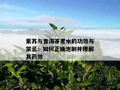 紫苏与普洱茶煮水的功效与禁忌：如何正确泡制并理解其效