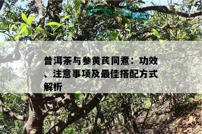 普洱茶与参黄芪同煮：功效、注意事项及更佳搭配方式解析