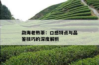 勐海老熟茶：口感特点与品鉴技巧的深度解析