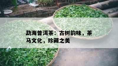 勐海普洱茶：古树韵味，茶马文化，珍藏之美