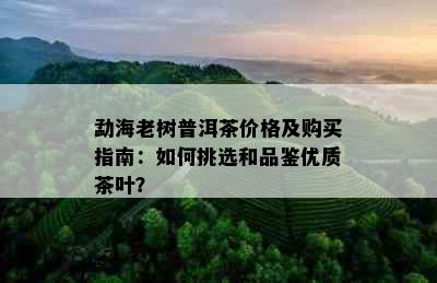 勐海老树普洱茶价格及购买指南：如何挑选和品鉴优质茶叶？