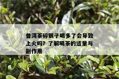 普洱茶碎银子喝多了会导致上火吗？了解喝茶的适量与副作用